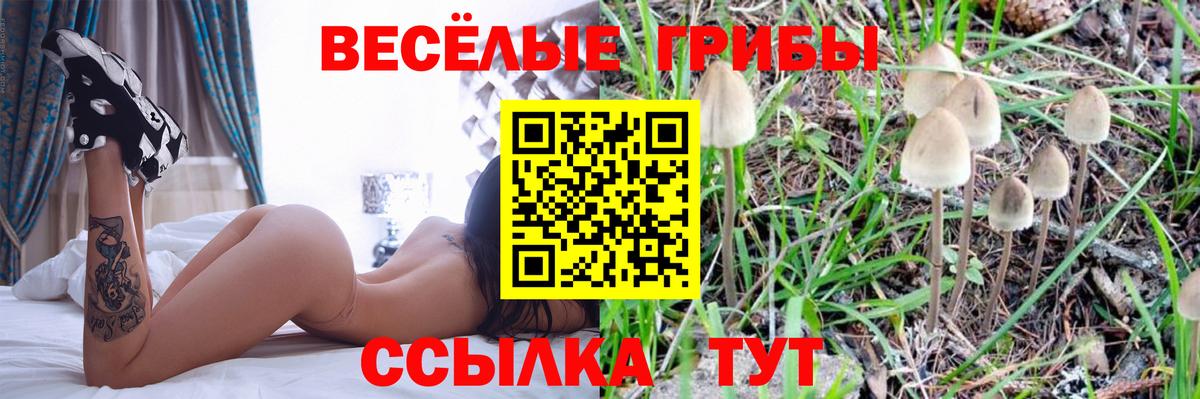 Псилоцибиновые грибы Psilocybine cubensis  Крымск  Псилоцибиновые грибы мицелий 